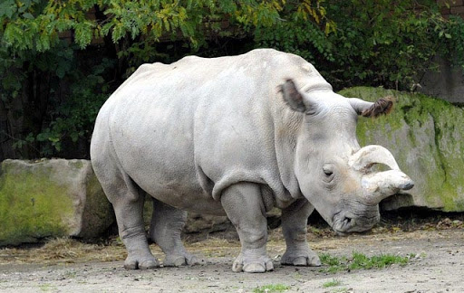 Tê giác trắng đực cuối cùng Sudan được google doodle tưởng nhớ