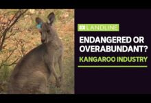 kangaroo company
